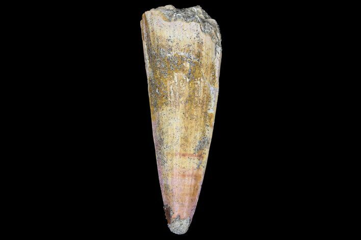 Bargain, Spinosaurus Tooth - Real Dinosaur Tooth #72147